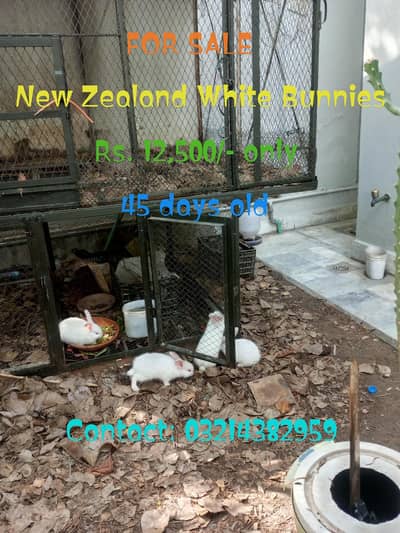 New Zealand White Bunnies