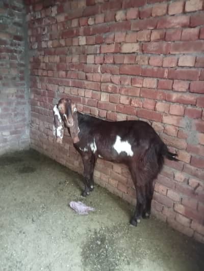 pure dasi bakri  cross 2 months only