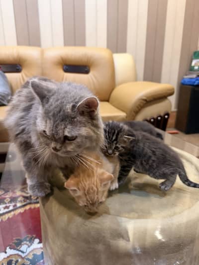 Persian and American Cross-single Coat American Kittens