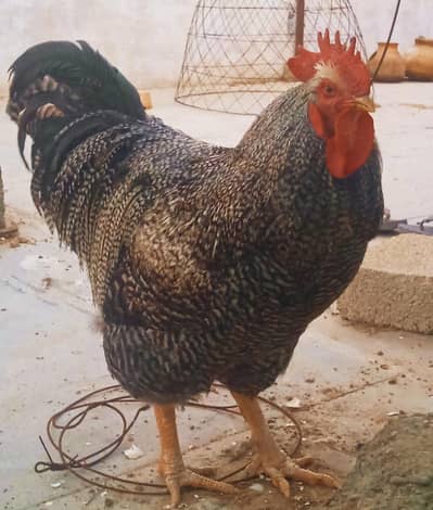 Plymouth Rock Haritage Chicks