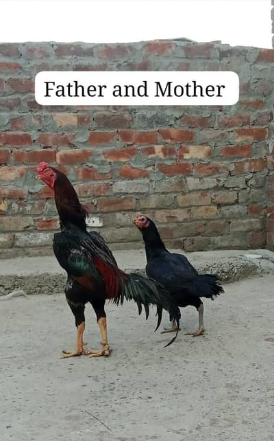 pure Japanese shamo and thai cross patha and pathi for sale