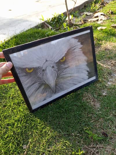 Eagle sketch with frame