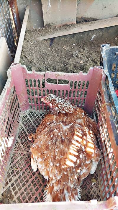 Kurk Murghi For Sale