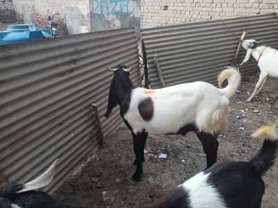 Bakra for sale