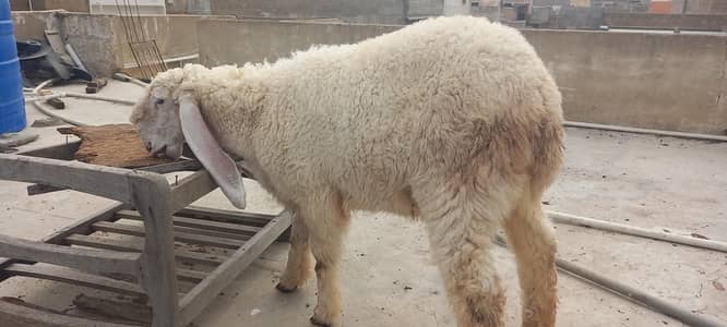 larkana gulabi 6month