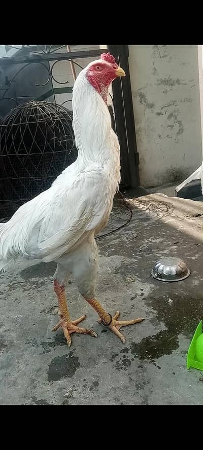 King White Shamo Aseel