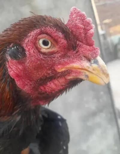 Pure mianwali may parinda ha top Qaulity may thoky band jor