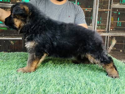 Black n tan long hairs pink pedegre puppies