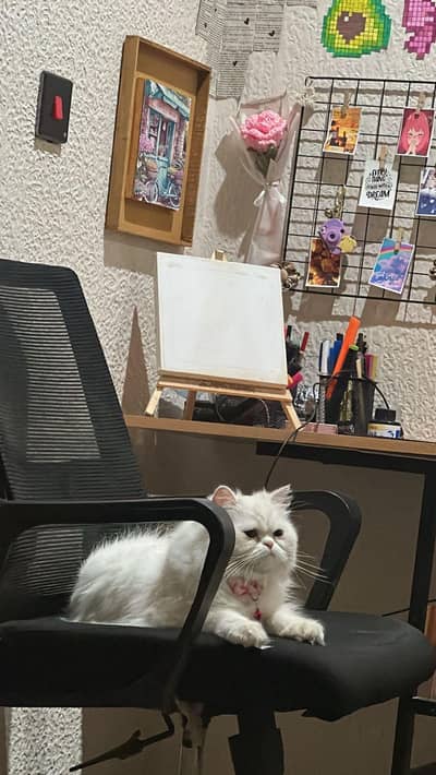 trusted home cat punch face triple coated persian cat