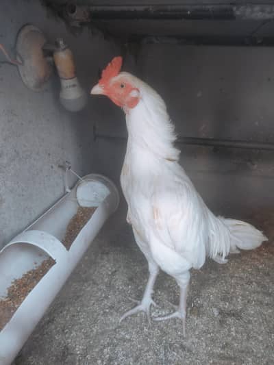 Aseel white Murgha for sale