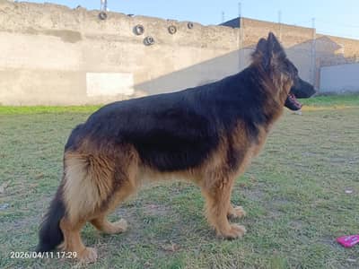 female, Mara Rani German shepherd dog.