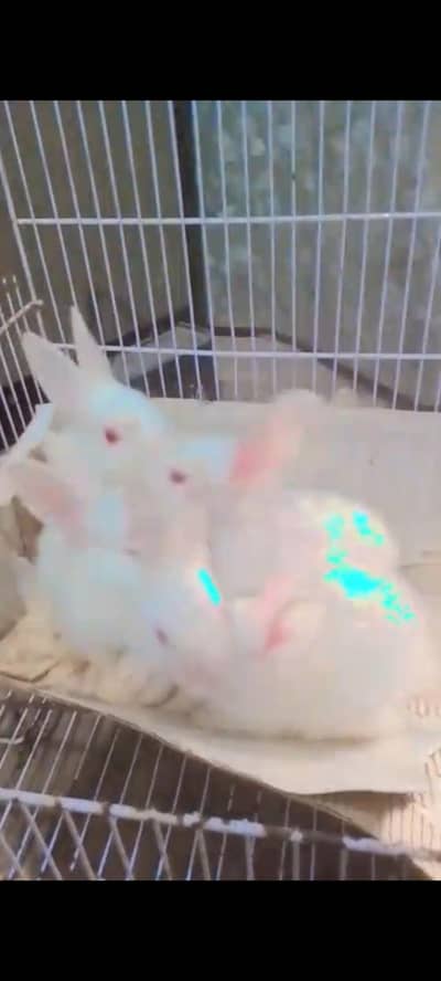 Rabbits