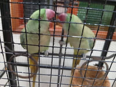 beautiful Raw parrot pair