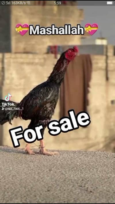 Aseel murgah For sale