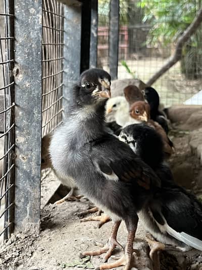 Aseel chicks
