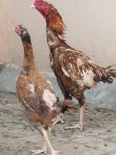 Aseel murgar murgai for sale