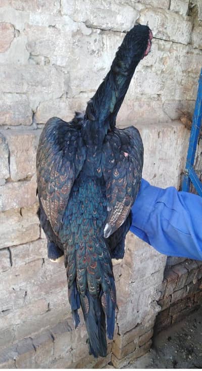 aseel lover 03095084852