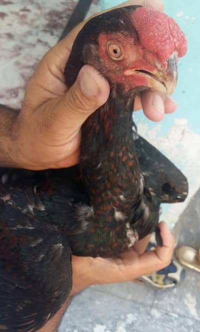 7month indian parrot beak color for sale watsap 03439063395