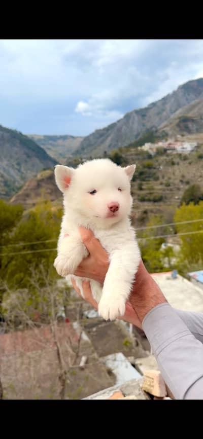 Siberian Husky Puppy Wooly Coat Male And Female Husky Puppies