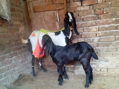Ablak goat with one amristsari female kid