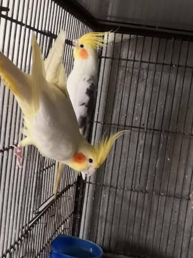 cocktai breeder  pair age three years common white and pearl male