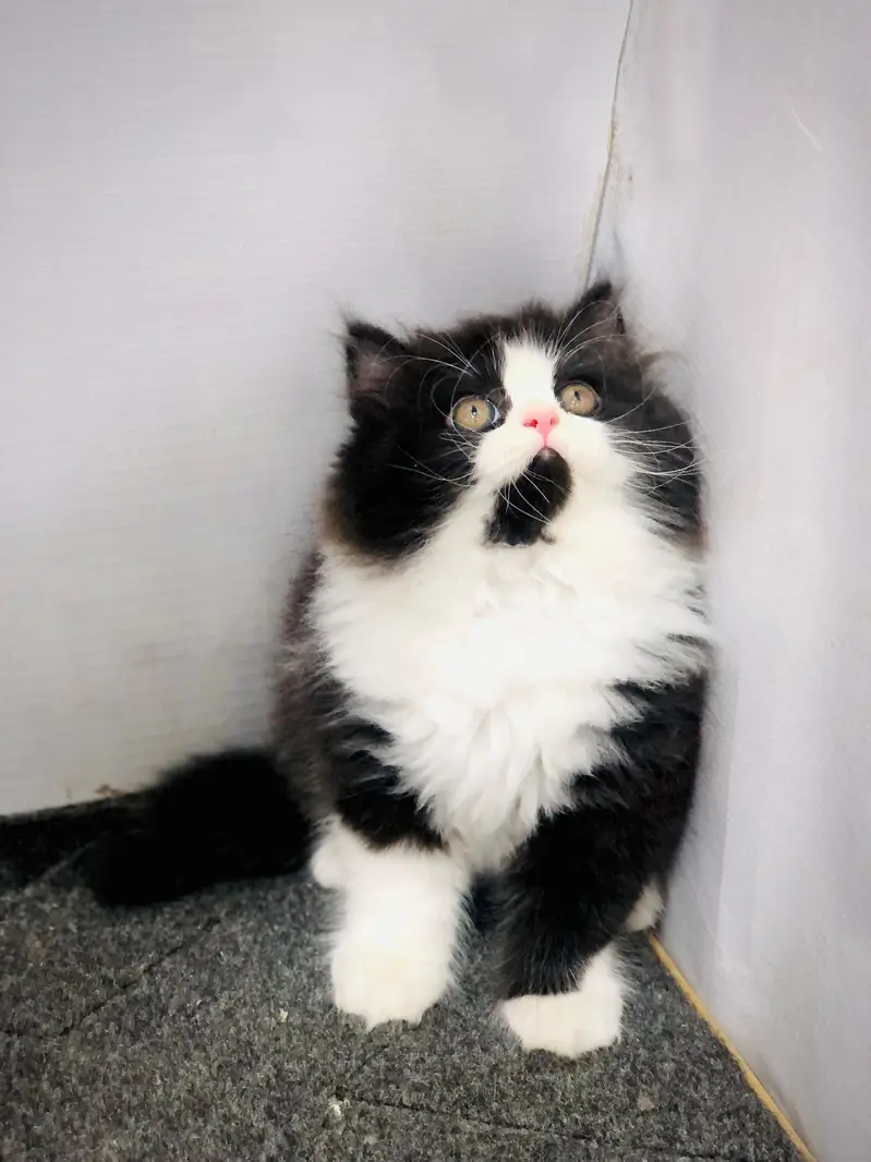 Home delivery parshion punch face kitten — photo 3