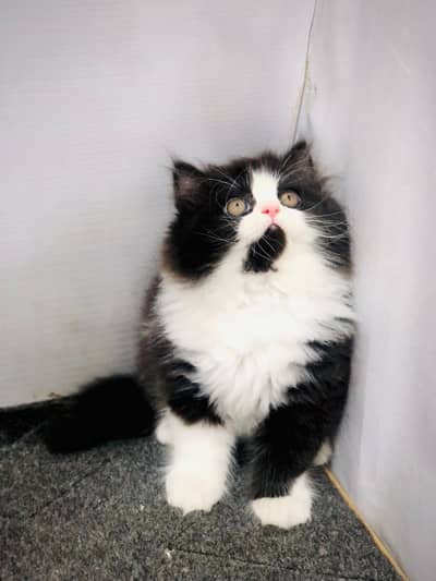 Home delivery parshion punch face kitten