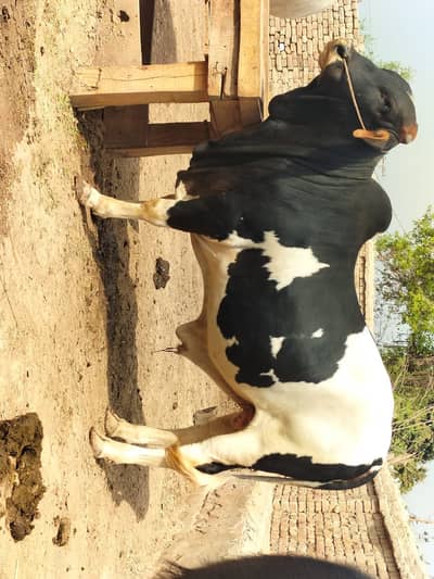 Good Breed Bull Available for Sale