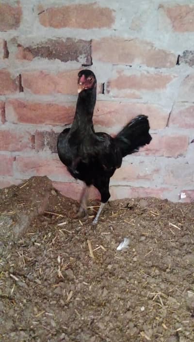 sherazi breedr pair for sale