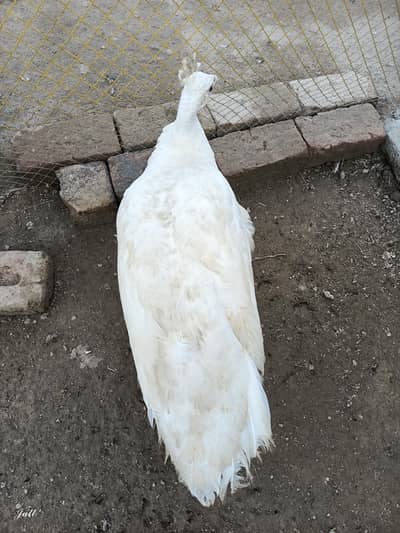 white female Breader