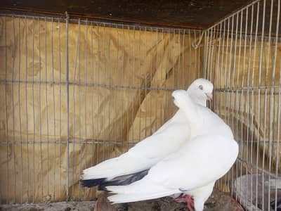 kabli pigeons