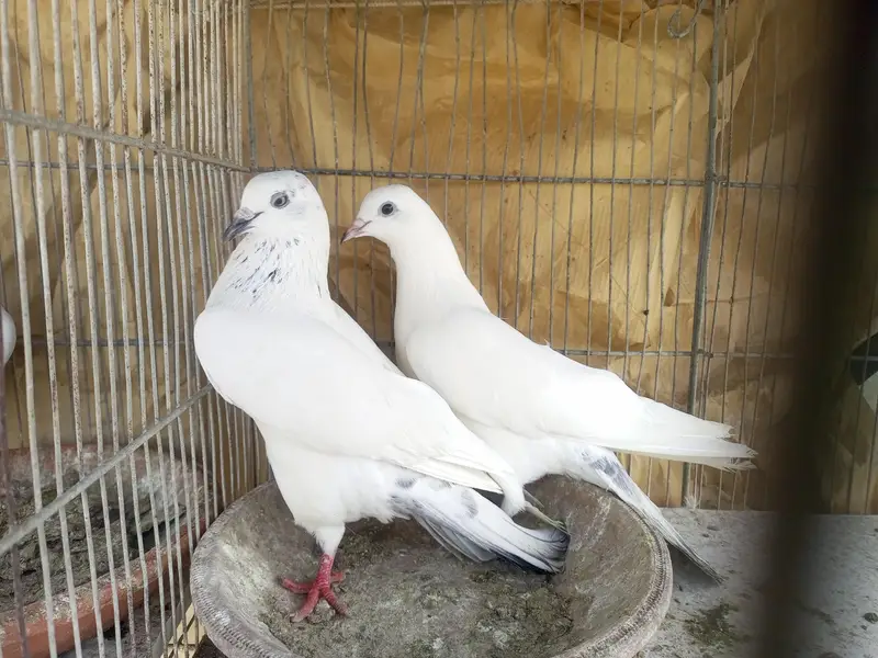 kabli pigeons — photo 2