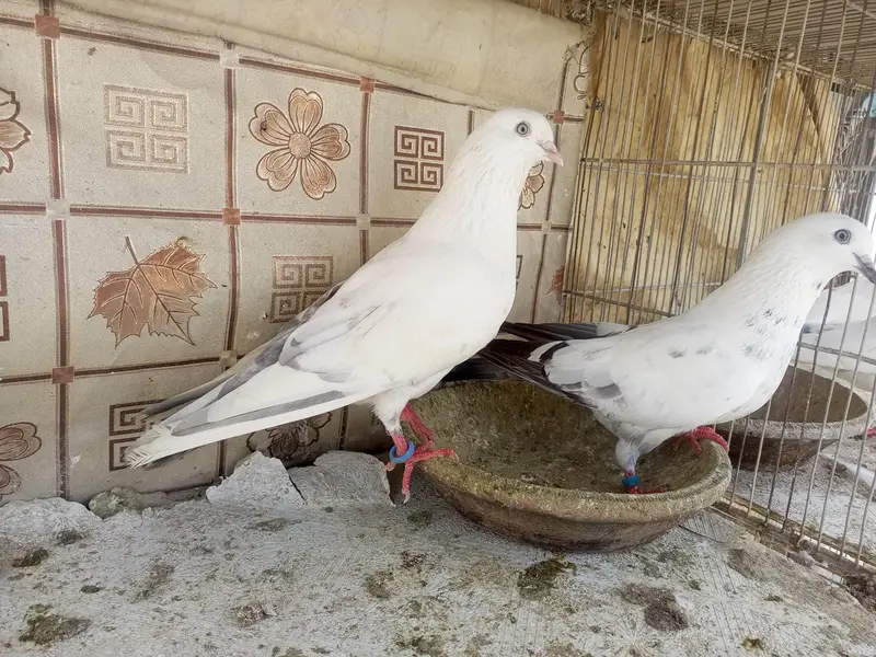 kabli pigeons — photo 3