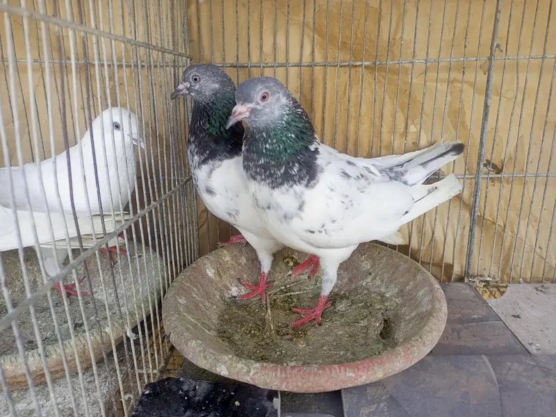 kabli pigeons — photo 4