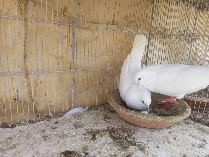 kabli pigeons — photo 5