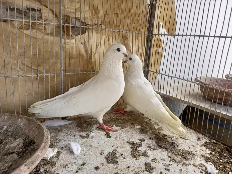 kabli pigeons — photo 6