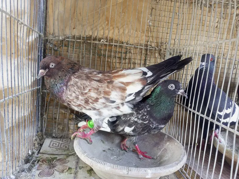 kabli pigeons — photo 7
