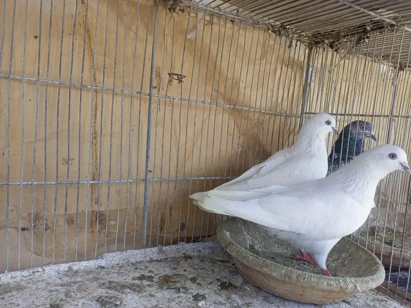 kabli pigeons — photo 8