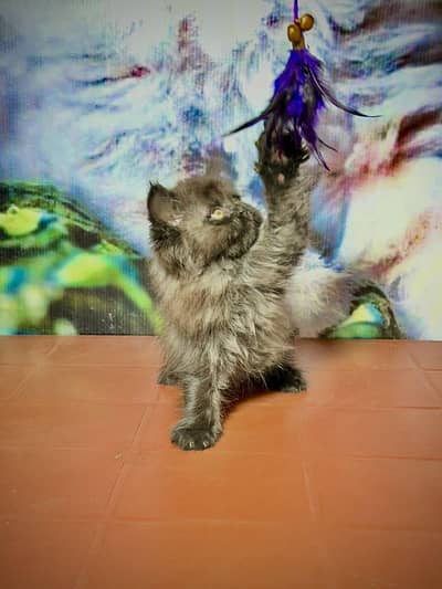 Persian kitten/punch face/kitten/cat available for all pakistan