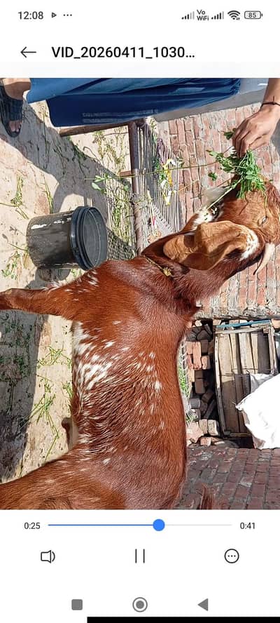 Andal Bkràaa Hair. .