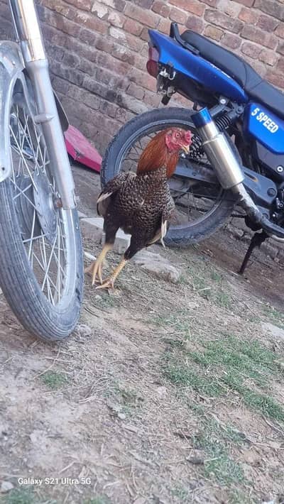 unique rang ke aseel