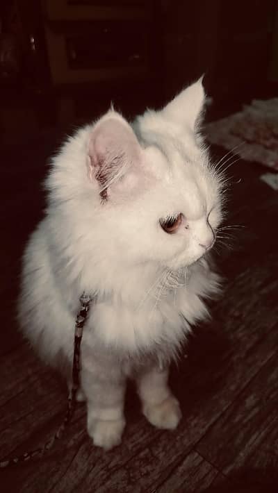 persion cat