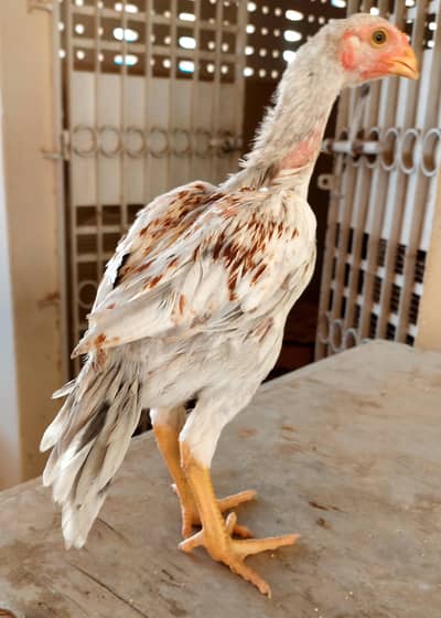 High-quality Turkish hint Phattay/ phattiyan for sale