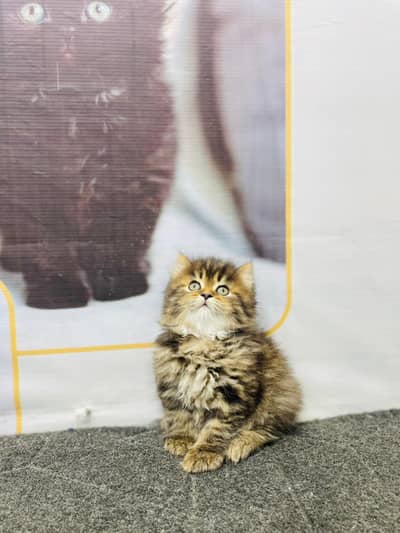 Home delivery parshion punch face kitten