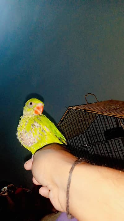 Ring neck check only 5509