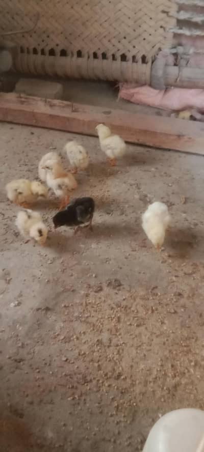 Pure Aseel chuze Whatsapp 03061908536