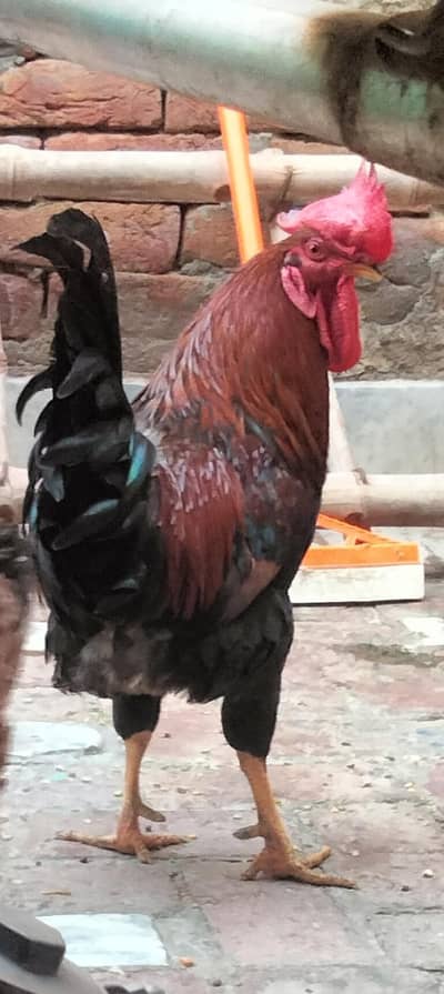 Desi Murga aur murgr