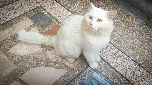 Persian cat male for sale