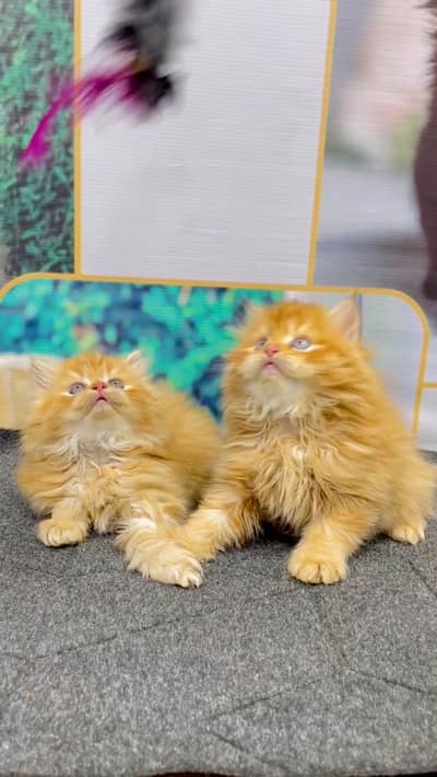 Home delivery parshion punch face kitten