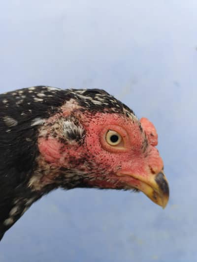 lasani murgi h big size me bhot ache bache palti h